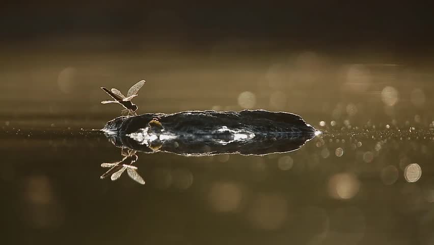 Dragonfly backlit flying at dawn on a rock in middle of water with reflection in Greater Kruger National park, South Africa
