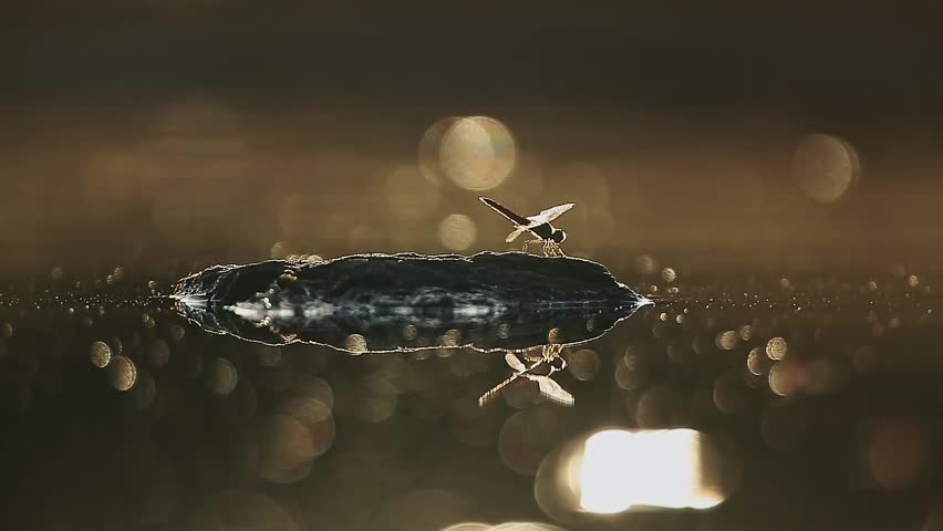 Dragonfly backlit flying at dawn on a rock in middle of water with reflection in Greater Kruger National park, South Africa
