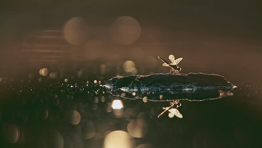 Dragonfly backlit flying at dawn on a rock in middle of water with reflection in Greater Kruger National park, South Africa