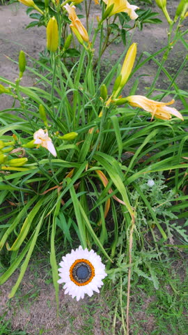 Yellow daylilies bloom on a lush green bush on a sunny summer day. A white venidium flower grows right below it on the grass showcasing its dark core. The vibrant orange and yellow buds contrast with the long narrow leaves. Gentle natural light highlights the colorful garden flora in a steady outdoor view.