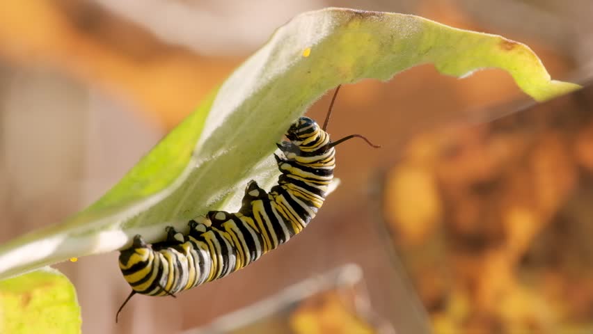 Monarch Butterfly Caterpillar Eating Leaf Macro Nature Video