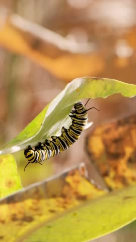 Monarch Butterfly Caterpillar Eating Leaf Macro Nature Vertical Video