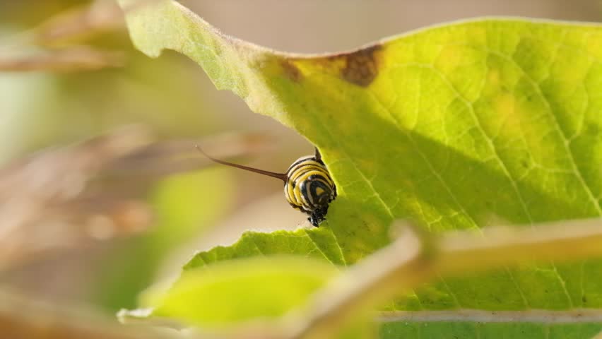 Monarch Butterfly Caterpillar Eating Leaf Macro Nature Video