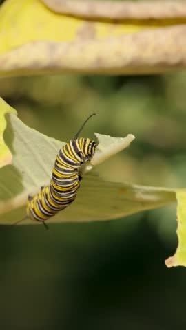 Monarch Butterfly Caterpillar Eating Leaf Macro Nature Vertical Video