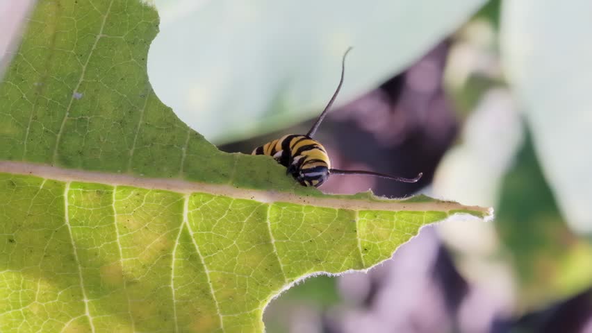 Monarch Butterfly Caterpillar Eating Leaf Macro Nature Video