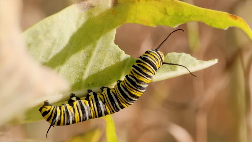 Monarch Butterfly Caterpillar Eating Leaf Macro Nature Video