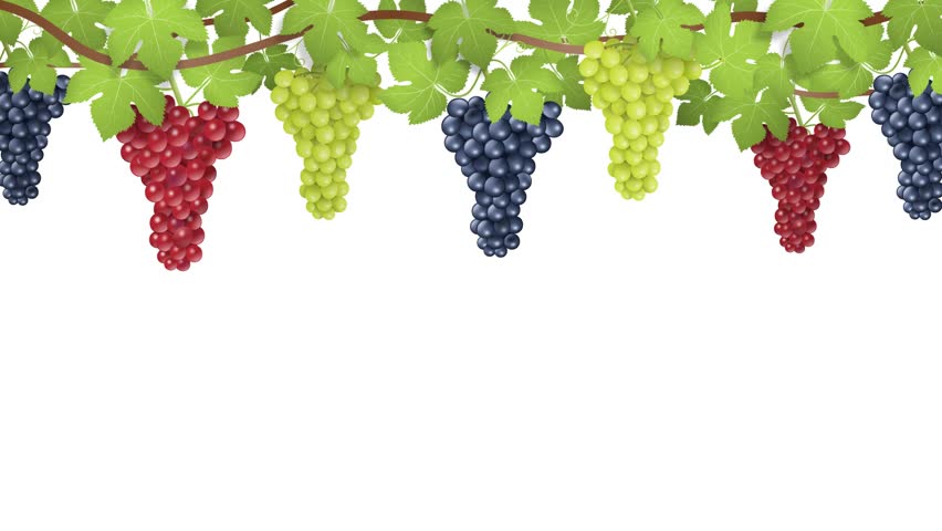 animated banner with bunches of grapes and leaves