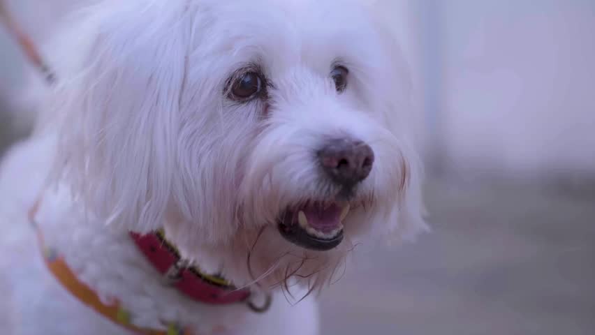 White dog on leash exploring surroundings in a sunny outdoor setting. Dog shows excitement and curiosity while interacting with owner in natural environment.