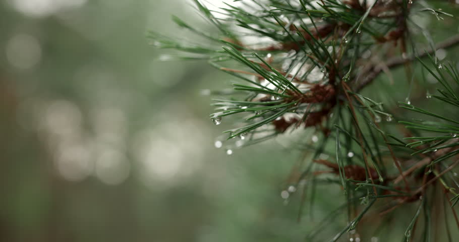 Close up of water drops dripping from green pine needles with audio included