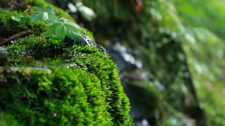 Close-up view of vibrant green moss covering rocks near a flowing stream in a forest, showcasing the rich textures and details of nature and water interaction in a serene environment.