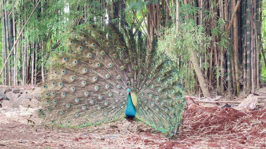 male indian peafowl dancing in nature, blue peacock dancing and white peacock walking away in the back