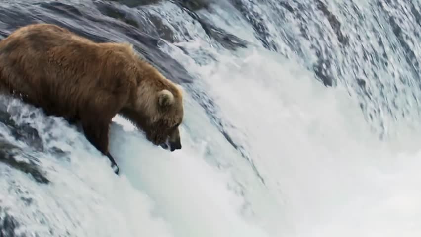 Wild Grizzly Bear Catching Leaping Salmon During Migration