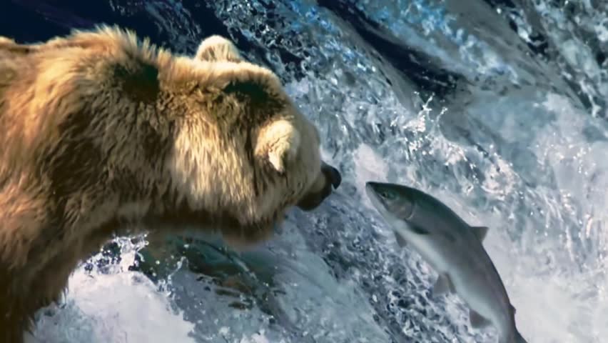 Wild Brown Bear Catching Salmon During Migration