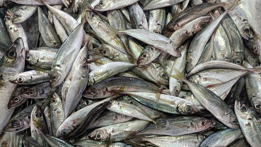 Fresh Seafood in the Market