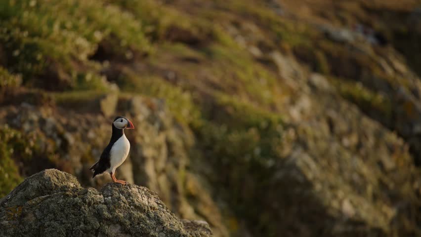 Puffin Flying and Taking Off from Cliffs on Skomer Island, Atlantic Puffins in Flight with Rocks and Coastal Scenery on the Coast of Skomer Island, UK Birds and Wildlife
