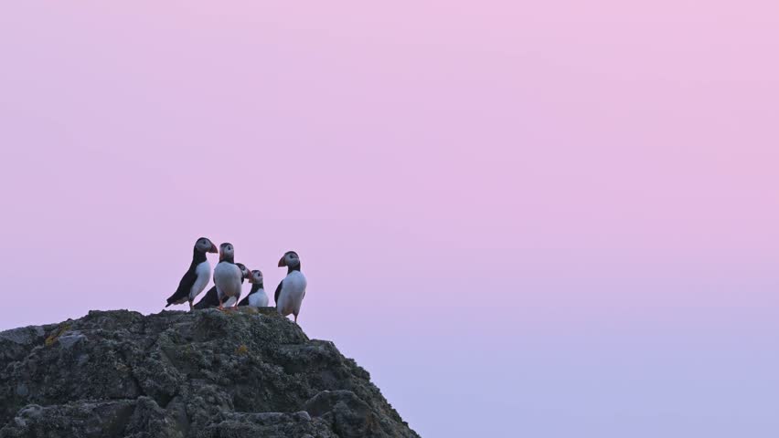 Slow Motion Puffins Flying at Sunset on Coast with Purple Sunset Sky, Atlantic Puffins In Flight and Perching, Perched on Rocks on the Coast with Beautiful Purple Sunset Sky on Skomer Island in Wales
