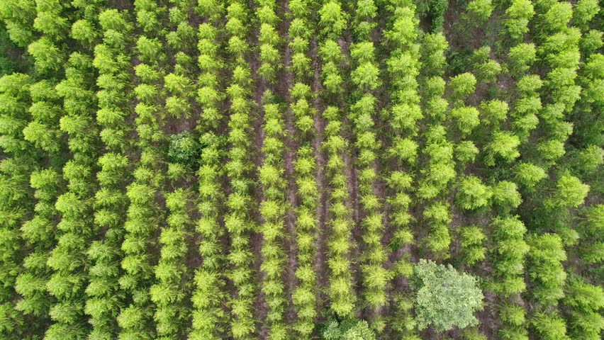 Aerial summer view from above with drone nature trees forest panoramic environment nature earth 4K