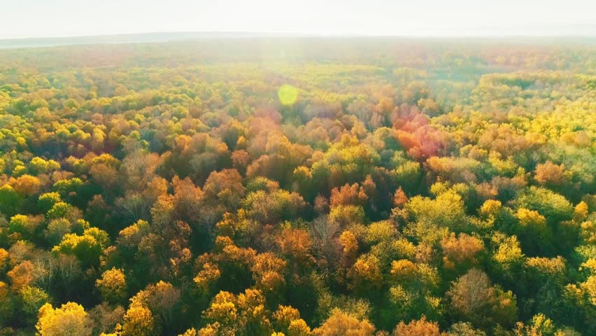 Beautiful autumn forest from above at sunset Countryside Autumn Forest. Fall Orange Green leaves
