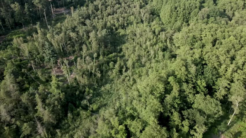 Aerial summer view from above with drone nature trees forest panoramic environment nature earth 4K