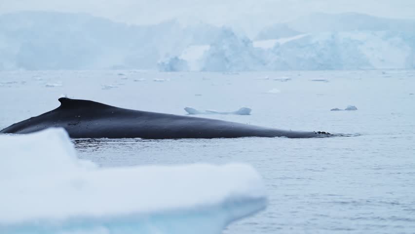 Antarctica Wildlife of Humpback Whales Surfacing in Calm Ocean Sea Water with Icebergs Landscape Scenery in Antarctic Peninsula, A Conservation Area Sensitive to Climate Change and Global Warming