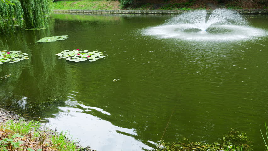 A beautiful fixed fountain sprays water on a green pond in a public park. Green water lily pads with pink flowers grow near the shore. Lush willow tree branches hang over the calm lake surface. Sunlight illuminates the peaceful natural landscape of the garden pond.
