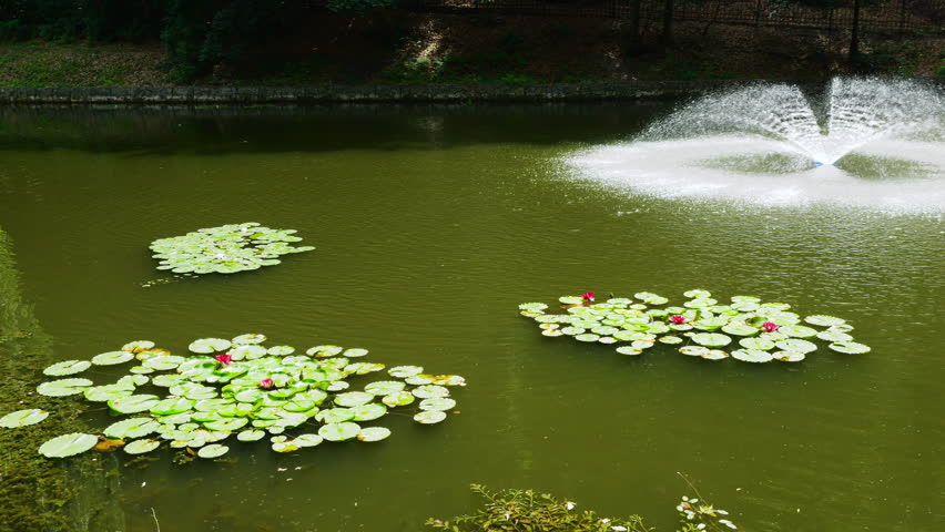 Water fountain sprays in the center of a quiet park pond. Green water lily pads with pink flowers float on the surface. Dense forest trees reflect softly in the background of the lake. Beautiful scenery captures the calm atmosphere of a public garden asset.