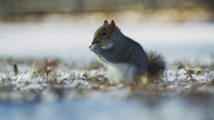 Eastern gray squirrel standing on snowy ground eating food held in paws close-up portrait.