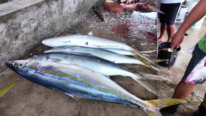 Local Latino fisherman cleaning and preparing fresh rainbow runner fish at an artisanal workspace on Gran Roques Island, Venezuela