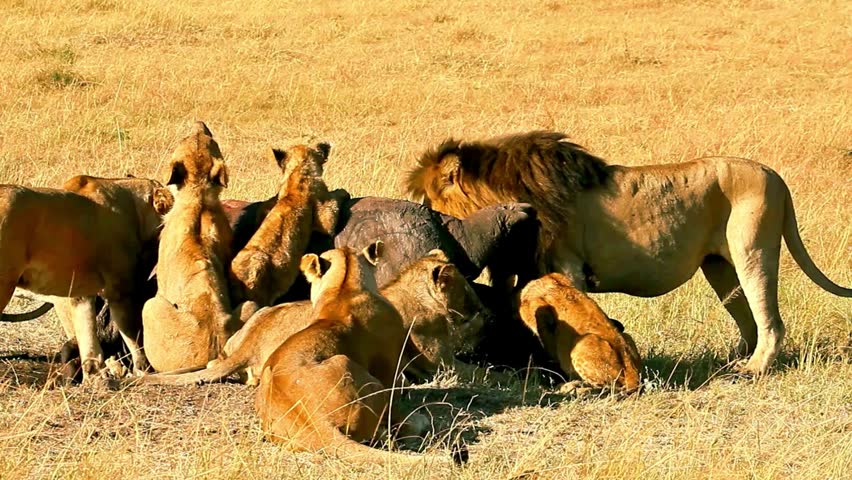 Pride of African lions including adult male, lionesses, and cubs feeding on prey carcass in savannah grassland slow motion.