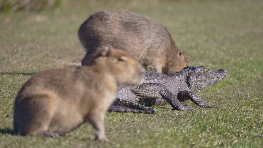 Yacare caiman lies on open grass while two capybaras graze calmly nearby in a sunlit wetland scene. c