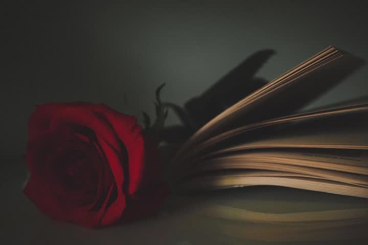 Close‑up of red rose placed beside an open book under soft moody lighting, symbolizing romance, literature, and elegance.