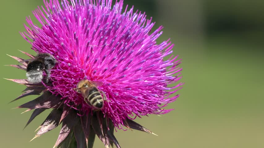 Flying Bumble Bees Insects Collecting Pollen on Thorns Flower, Pollinating Thistles, Mountains Desert Medicine Plants, Bumblebee