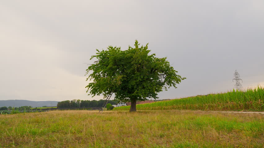 Lonely tree in the middle of a grassy field, next to a cornfield. With a powerline pole located background.