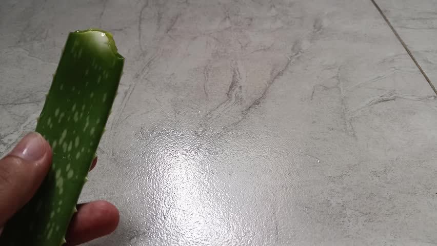 Close Up Person Hand Holding Freshly Cut Green Aloe Vera Leaf Showing Natural Gel Texture Indoors