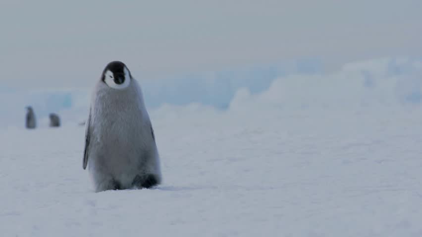 An adorable Emperor penguin chick walking across the vast, snow-covered landscape of Antarctica.