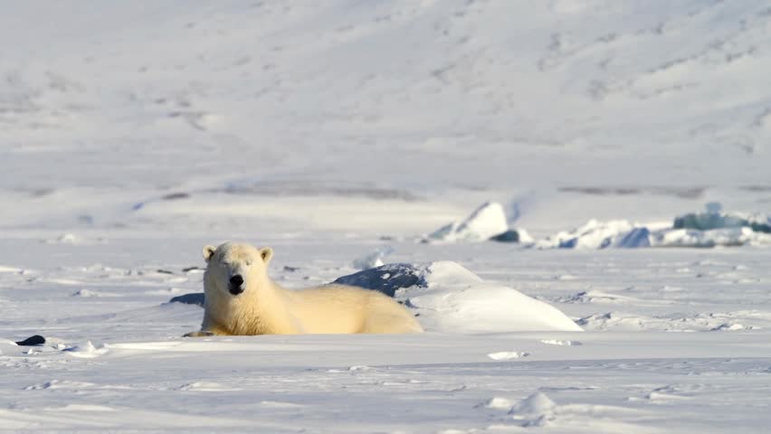 A wide landscape shot of a polar bear (Ursus maritimus) lying on a snow-covered ice sheet in the Arctic, opening its mouth wide in a yawn. Set against a vast, icy expanse with distant hummocks under bright polar daylight.