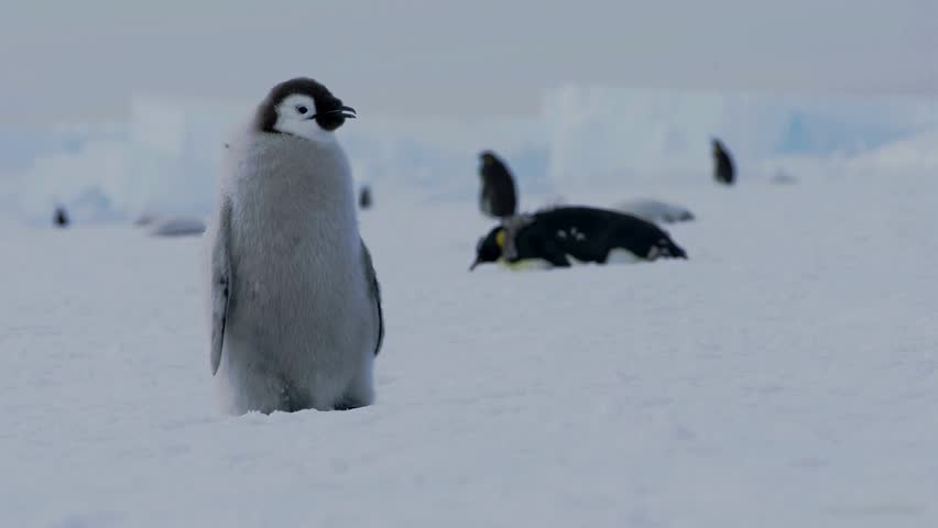 Fluffy grey emperor penguin chick sliding on its belly across snowy landscape in Antarctica.