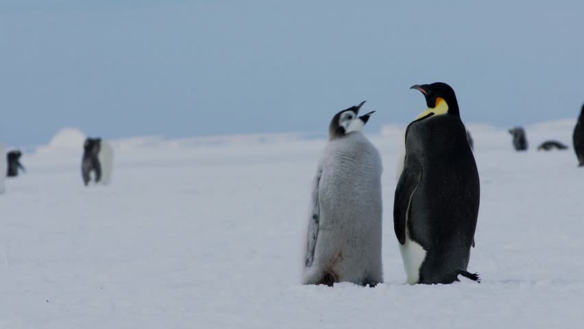 Adult emperor penguin interacting with its fluffy grey chick standing on open Antarctic ice landscape.