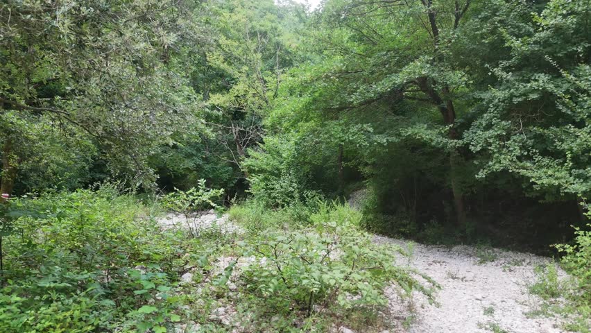 A dry stream bed with white stones nestled in a dense green forest, surrounded by trees and shrubs.