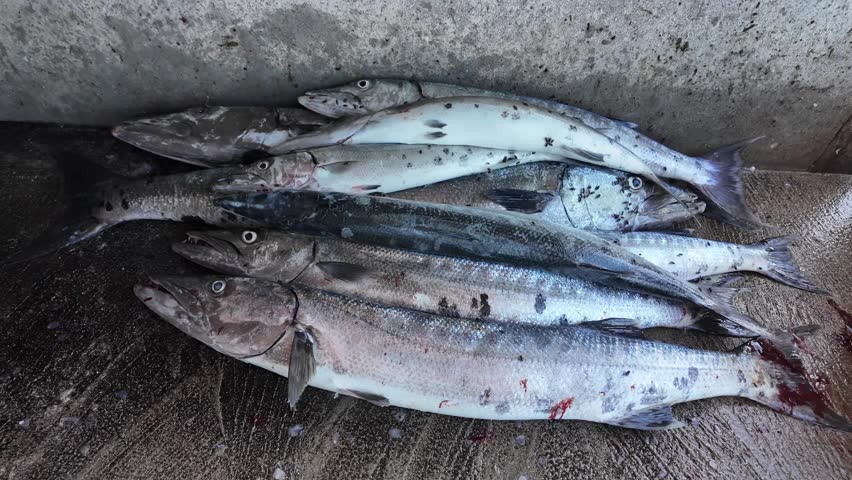 Freshly caught barracudas and tuna being cleaned and filleted at a seaside fish market