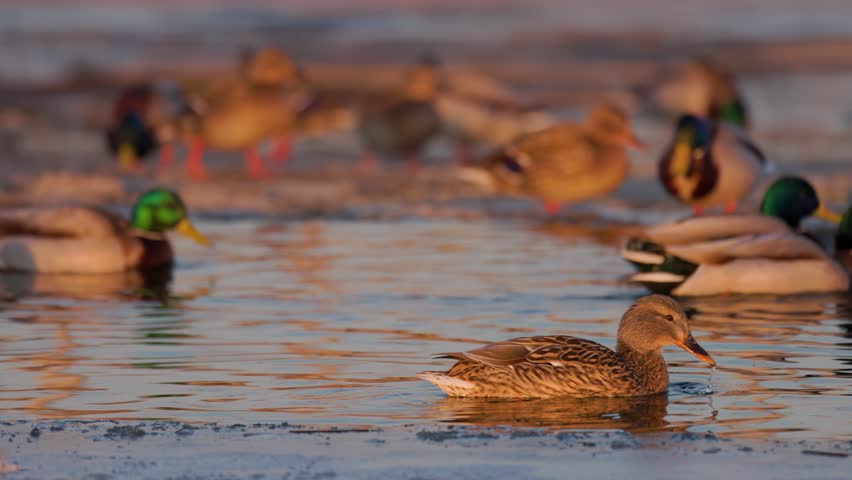 A low-angle telephoto photograph capturing a female mallard duck (hen) swimming gracefully in the right foreground of a calm lake. The mottled brown plumage and dark beak of the hen are rendered in sharp detail as it glides through water illuminated by warm golden hour sunlight. In the softly blurred background, a flock of male drakes with green heads and other ducks rest along the icy shoreline and frozen surface of the pond. The gentle ripples on the water reflect the warm orange and amber hues of the setting sun, creating a rich atmospheric lighting across the frame. This serene wildlife scene beautifully captures wild waterfowl behavior, winter bird habitats, migratory species, natural aquatic ecosystems, and peaceful evening lighting.