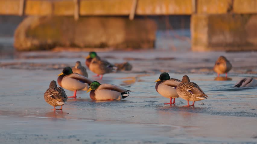 A low-angle telephoto photograph capturing a flock of wild mallard ducks resting and standing together on a frozen ice edge along a calm lake shore. In the sharp focus of the foreground, several male drakes with vibrant iridescent green heads and female hens with mottled brown plumage are positioned across the icy surface. Some ducks stand upright on orange webbed feet, while others rest comfortably in a sitting posture. In the softly blurred background, the concrete pillars and wooden structure of a bridge glow in the warm amber light of the setting sun. The rich golden hour sunlight casts a soft, peaceful glow over the entire winter landscape, highlighting the intricate texture of the ducks