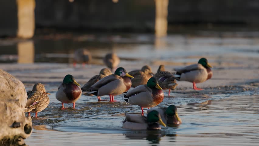 A low-angle telephoto photograph capturing a flock of wild mallard ducks gathered in shallow lake water along the edge of frozen ice. In the center foreground, male drakes with shiny green heads and brown-chested plumage stand proudly alongside mottled brown female hens. Some ducks swim through the calm water in the immediate foreground, while others rest on the icy shore behind them. The background features blurred concrete bridge pillars softly illuminated by the warm, golden light of the late afternoon sun. Warm sunlight highlights the subtle textures of the birds