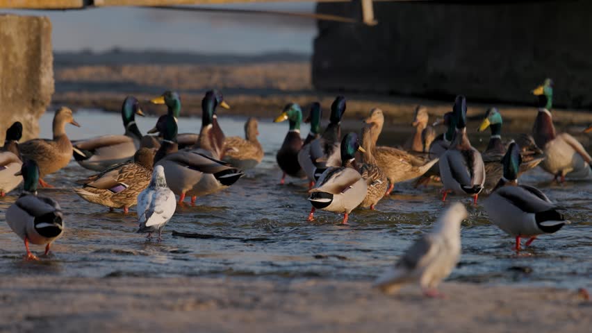 A low-angle telephoto photograph capturing a large group of wild mallard ducks and pigeons gathered in shallow lake water under the shade of a concrete bridge structure. In the sharp center, male drakes with green heads and brown-patterned hens stand in the rippling water, while a distinct light-blue and white pigeon stands amidst the ducks facing away from the camera. In the foreground and background, additional ducks and pigeons are scattered across the water and icy shore edge. Soft golden hour light illuminates the scene from the side, highlighting the iridescent plumage, bright orange feet, and natural feather textures of the birds. This dynamic wildlife image showcases natural bird behaviors, species coexistence, aquatic winter habitats, and serene outdoor evening lighting in a rural environment.