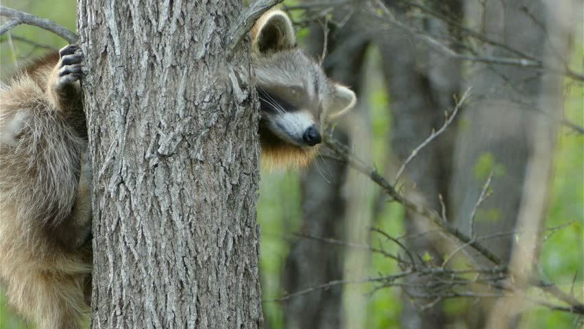 A wild raccoon peeking out from behind a tree trunk in a sunny forest setting.