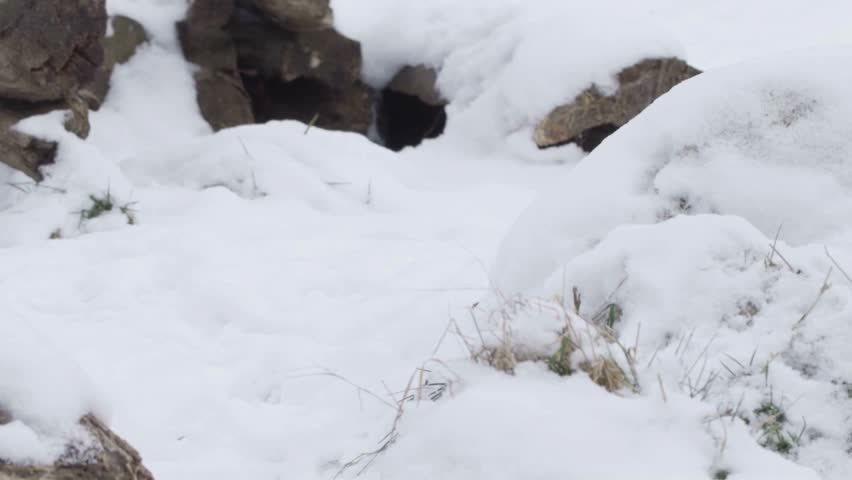 Small brown stoat standing alert on snow near rocky burrow entrance.