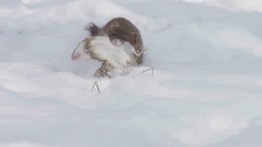 Stoat carrying freshly caught prey in mouth across deep snow.