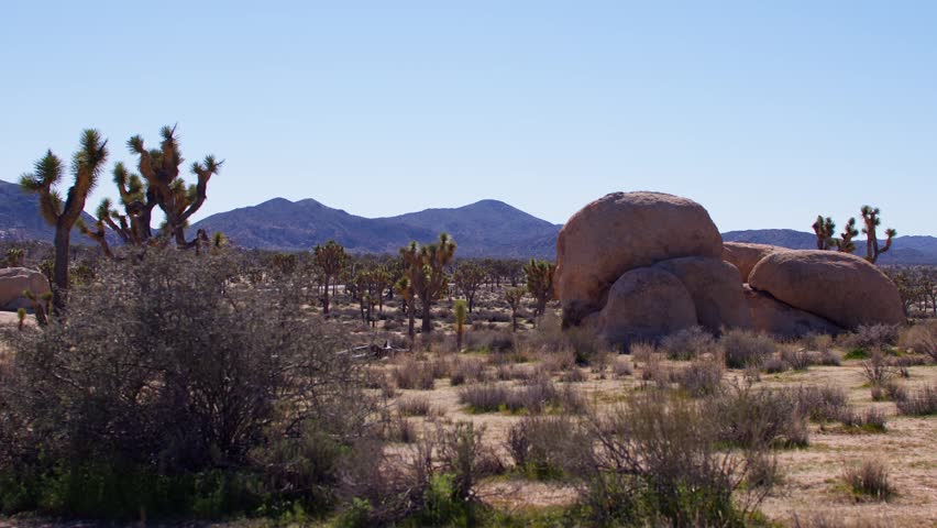 Desert landscape with Joshua trees and large rock formations under clear blue sky