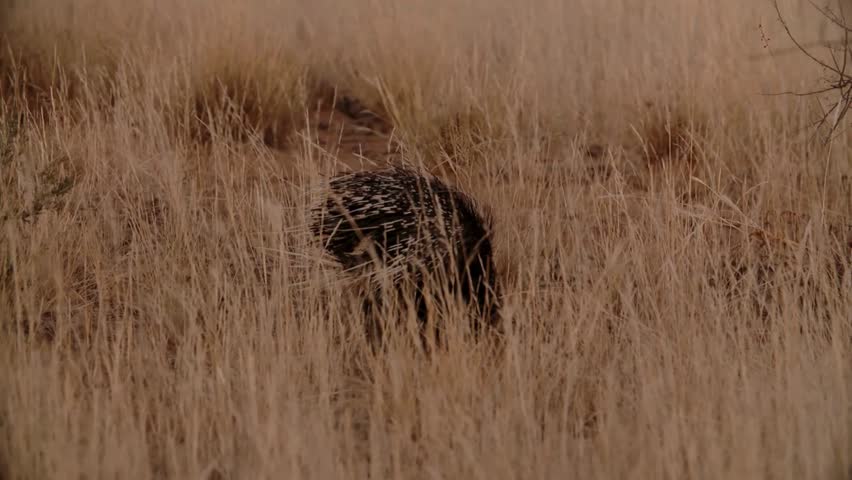 Porcupine moving through dry, tall grass in an arid grassland landscape.