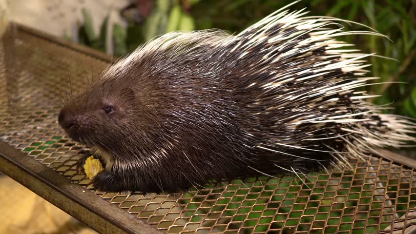 Crested porcupine eating a piece of corn on a wire mesh platform.